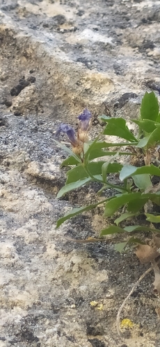 Campanula lehmanniana, photograph 5