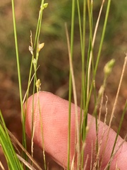Setaria brownii