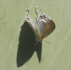Hypolycaena philippus