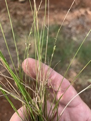 Setaria brownii