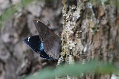 Charaxes bohemani