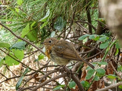 Erithacus rubecula