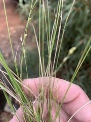 Setaria brownii