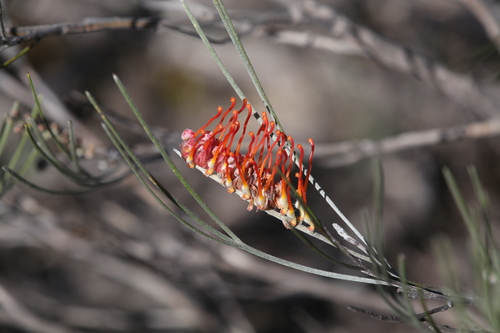 Image of Grevillea cagiana by (c) Hugo Innes, some rights reserved (CC BY)