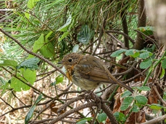 Erithacus rubecula