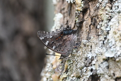 Charaxes guderiana