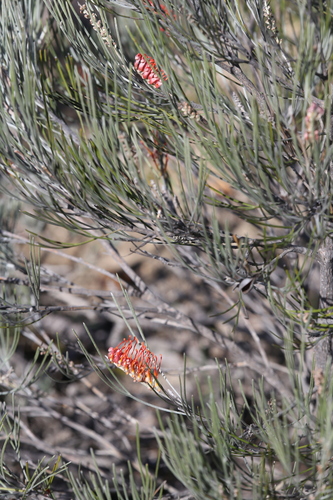 Image of Grevillea cagiana by (c) Hugo Innes, some rights reserved (CC BY)
