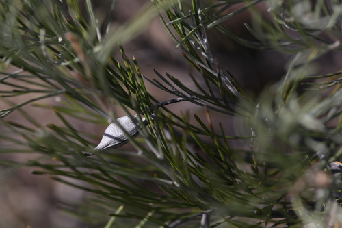 Image of Grevillea cagiana by (c) Hugo Innes, some rights reserved (CC BY)