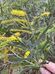 Acacia leptostachya