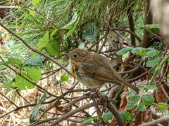 Erithacus rubecula