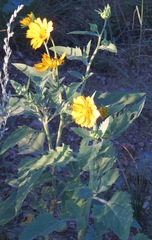 Asteraceae