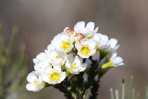 Image of Chamelaucium megalopetalum by (c) Hugo Innes, some rights reserved (CC BY)