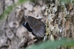 Charaxes bohemani