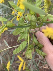 Acacia leptostachya