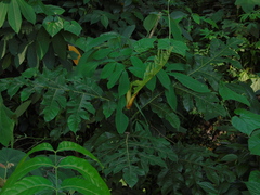 Artocarpus elasticus