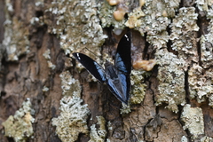 Charaxes bohemani