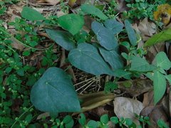 Cyclea barbata