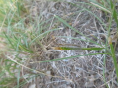 Macronemurus