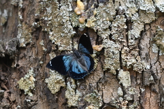 Charaxes bohemani