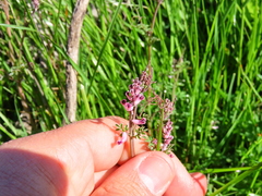 Cysticapnos cracca