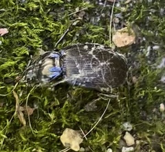 Sphaeroderus stenostomus