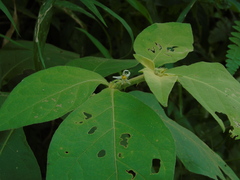 Solanum jamaicense