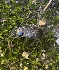 Sphaeroderus stenostomus