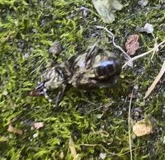 Sphaeroderus stenostomus