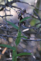 Pterostylis sanguinea