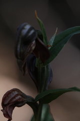 Pterostylis sanguinea