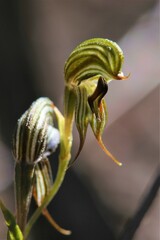 Pterostylis sargentii