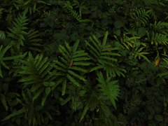 Amblovenatum terminans