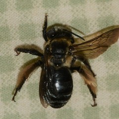 Melissodes comptoides