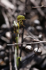 Pterostylis sargentii