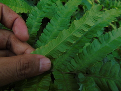 Amblovenatum terminans