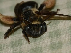 Melissodes comptoides