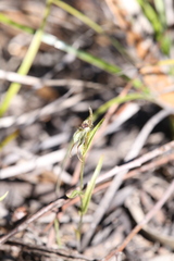 Pterostylis sargentii