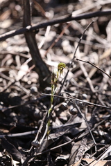 Pterostylis sargentii