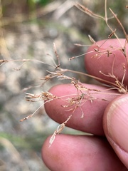 Fimbristylis cinnamometorum