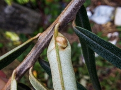 Aceria hippophaena