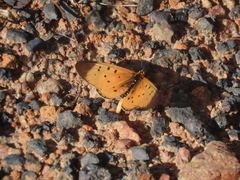 Acraea caldarena