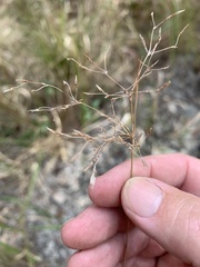 Fimbristylis cinnamometorum