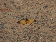 Acraea caldarena