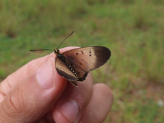 Acraea caldarena