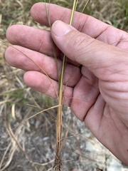 Fimbristylis cinnamometorum
