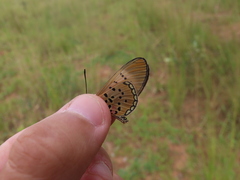Acraea caldarena
