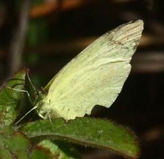Eurema brigitta