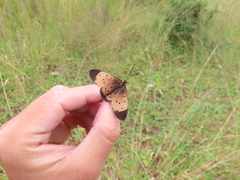Acraea caldarena