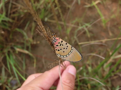 Acraea caldarena