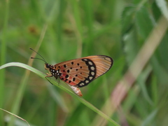 Acraea natalica